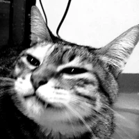 Nale Raphael's profile picture