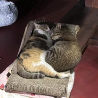 Bokai Xu's profile picture